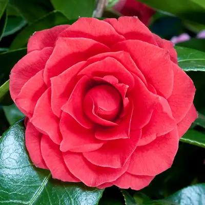 1 X Camellia Japonica 'black Tie' Evergreen Shrub Hardy Plant In Pot • £9.99