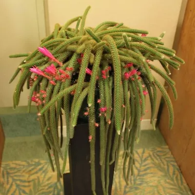 Aporocactus Flagelliformis - Rat Tail Cactus - Pink Flowers- 2 X Cuttings 10cm • $12