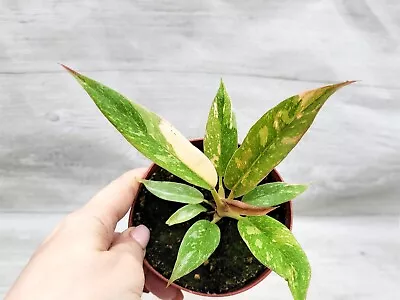 Philodendron Ring Of Fire Variegated Live House Plant In 3  Pot • $17.99