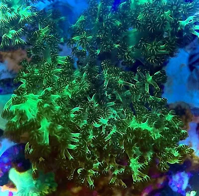 Marine Coral Toxic Green Kenya Tree Frag Around 3 Inches Plus Tall Soft Coral • £19.99