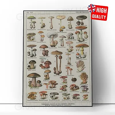 Mushroom Chart Knowledge Kitchen Cook Information Wall Art Poster Print A5 - A1 • £3.99