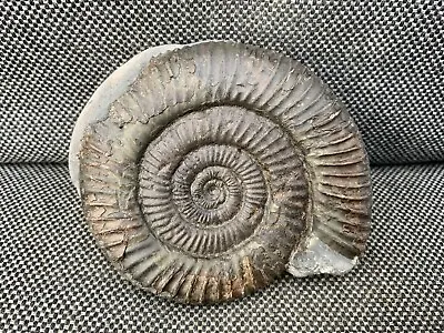 Dactylioceras Sp Fossil Ammonite Whitby Yorkshire Coast UK Specimen • $24.80