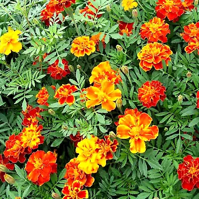 500+ Pot Marigold Seeds Spring Mix Mosquito Bug Repellent Dwarf Flower Medicinal • $3.99