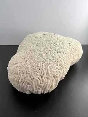 $52 • Buy Large Natural White Brain Coral ~7  Long 1196g - Stunning.