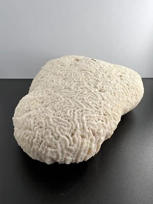 Large Natural White Brain Coral ~7  Long 1196g - Stunning. • $25