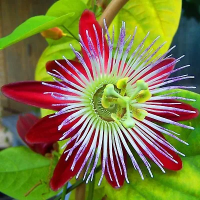 £6.99 • Buy Rare Passionflower Flower Seeds - Passiflora Quadrangularis - 8 Houseplant Seeds