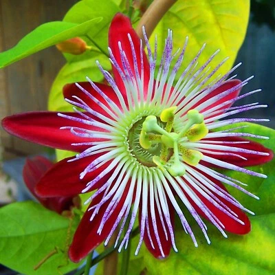 £6.99 • Buy Rare Passionflower Flower Seeds - Passiflora Quadrangularis - 8 Houseplant Seeds