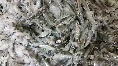 Bestbait Salted Emerald Shiners Preserved Minnows Free Shipping  VHSv Free • $109.99