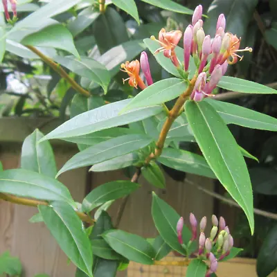  Lonicera Henryi - Evergreen Flowering Climber • £3.99