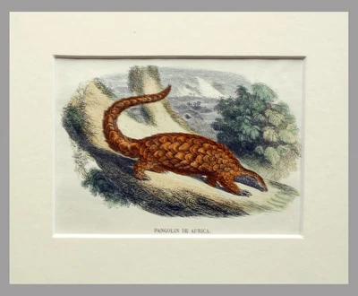 £24.53 • Buy (P1) 1863 Original Antique Engraving Hand Colored MAMMALS  (05150)