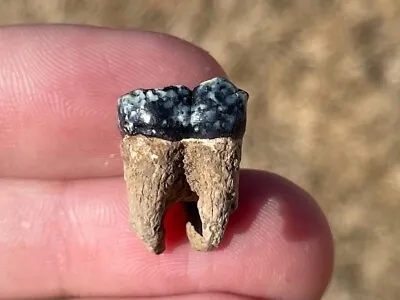 Florida Fossil Peccary Tooth Pleistocene Mammoth Age Rare Mammal • $24.99