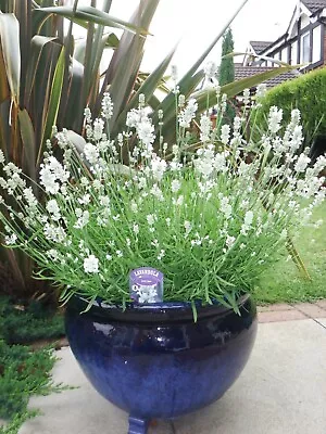 30 English White Lavender Seeds - Arctic Snow - Lavandula Angustifolia FREE P&P • £2.50