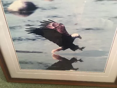 Thomas Mangelsen  EAGLE DIVING  Photograph 25x28 145/850 Signed • $262.50