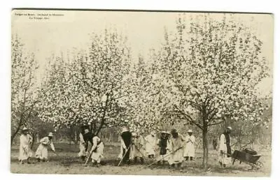 RPPC Postcard Verger En Fleurs Orchard Blossoms La Trappe Quebec Canada  • $16.01
