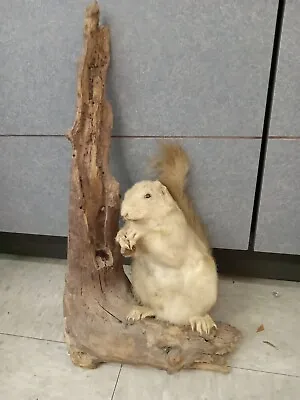 Vintage RARE  Albino White Squirrel Taxidermy On Driftwood Please Read • $200