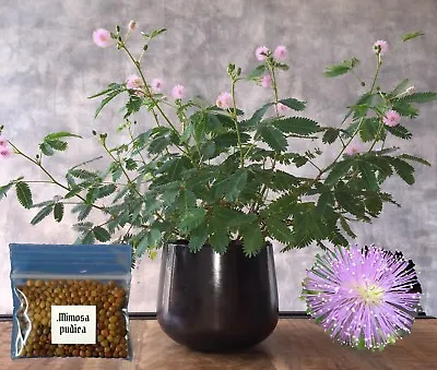 Sensitive Plant Seeds ~Mimosa Pudica~ Leaves That Move & Respond To Touch! Shy • £3.82