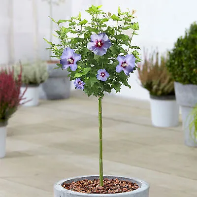 Hibiscus Oiseau Blue Tree | Deciduous Rose Of Sharon Trees For Small Gardens • £32.99