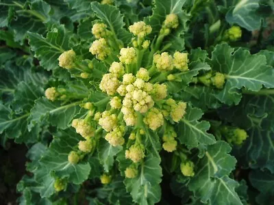 White Sprouting Broccoli Early White Eye Crops Feb/march Beat The Hungry Gap • £2.79