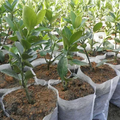 £4.45 • Buy 100Pc Biodegradable Non-woven Nursery Bag Pot Plant Grow Bags Fabric Pots Pouch