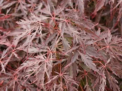 Acer Palmatum Dissectum Inabe Shidare In 9cm Pot Ideal Bonsai Subject • £15.75