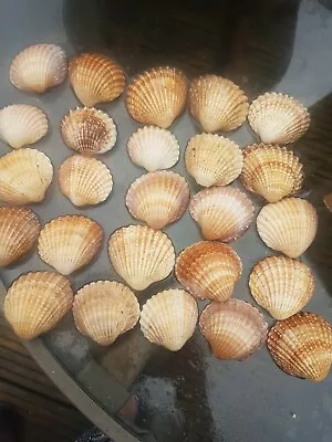 25 Natural Medium Cockle Shells 4cm -6cm Size Beach Craft Weddings • £5