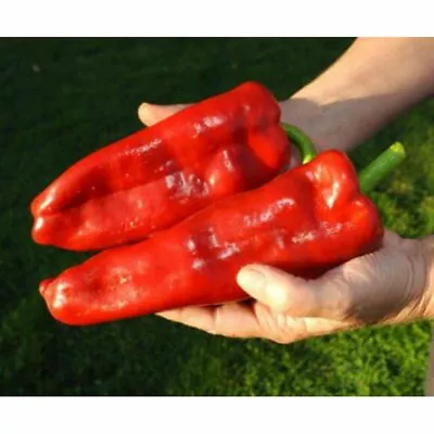 Pepper Seeds 500 Marconi Red Sweet Pepperrare Organic Seeds-373 • $15.98