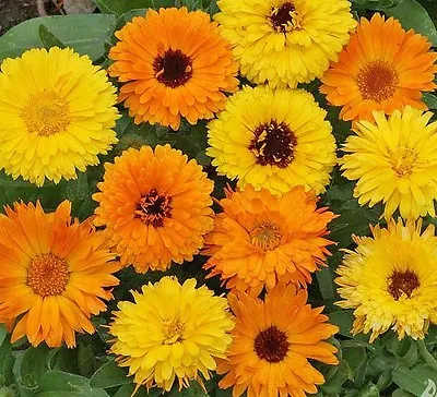 Calendula Pacific Beauty Doubles Mix - Appx 1200 Seeds - Annuals & Biennials • £1.49