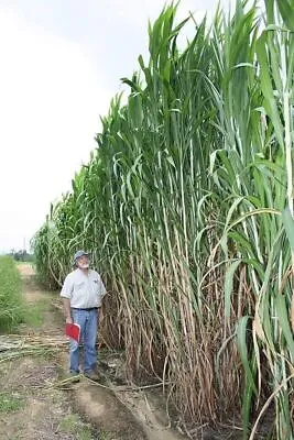Elephant Grass Seeds - Tallest Grass In The World - Ships From Iowa Made In USA • $8.09