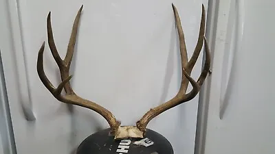 22 2/8 Wide 4x4 Colorado MULE DEER RACK Antlers Whitetail Sheds Taxidermy • $118