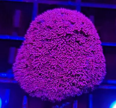 Pink Short Polyp Goniopora * Plating * Goni * Live Coral Frag * AJ's Aquariums • $19.99