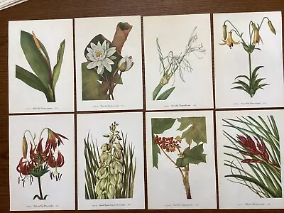 Vintage MCM 1953 Mary Walcott CLOSE UP Botanical Prints Lot Of 8 Farmhouse • $15