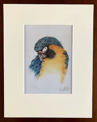 ‘Blue Throated Macaw’ Eric Peake MBE Artist Signed Print 14”x11” Overall Mount • £25