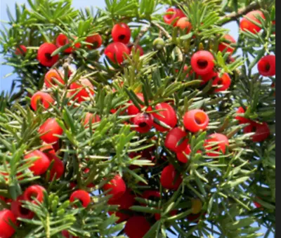 PACIFIC YEW  Evergreen Conifer Native Tree  10 Seeds • $9.99