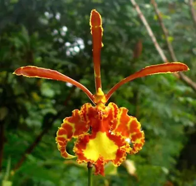 Psychopsis Papilio (Butterfly Orchid RARE) • $30