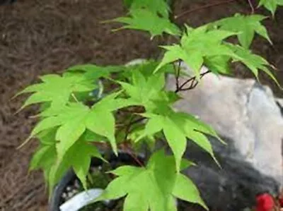 Acer Palmatum Saotome In 9cm Pot  Maple • £15.75