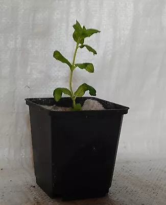 Garden Mint Spearmint Lambs Mint Plant In 9cm. - 1/2 Litre Rigid Pot. • £6.99