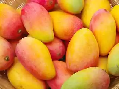 5+ Brazilian Palmer Mango Seeds (Mangifera Indica) Red Mango • $50