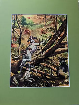 Vintage Magazine Art:  Sports Afield 1959 - Hunting Dogs Chasing Fox By Kunstler • $15