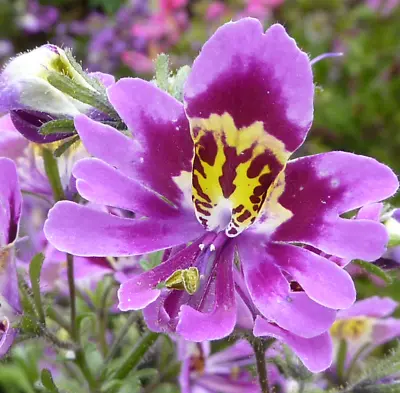 SCHIZANTHUS ANGEL WINGS Mix 200+ Seeds Flowers Spring Garden Poor Man's Orchid • $3.99