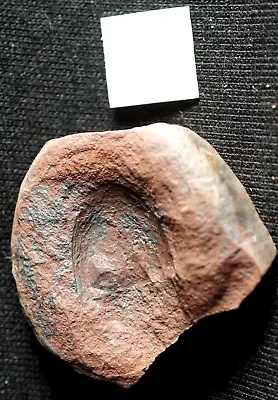 V RARE Carboniferous Fossil Horseshoe Crab Valloisella In Nodule Not Mazon Creek • $68