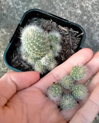 🌵 SPECIAL DEAL! 5x Small Aylostera Albiflora Cactus Offsets [some With Roots]🌵 • $4.50