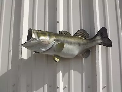 25  Largemouth Bass Two Sided Fish Mount Replica - Quick Production • $275