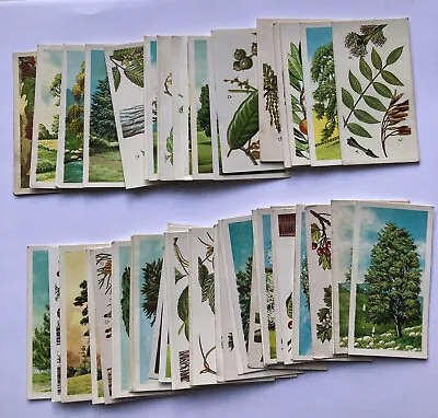 £0.99 • Buy Trees In Britain 1966 Brooke Bond Tea Cards - Pick Your Cards
