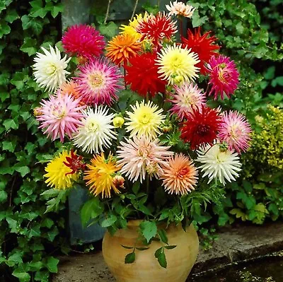 Dahlia Cactus Hybrids Mixed Colours Uk Natural Seed 120 Seeds Sow By 01/2027 Pr • £2.30