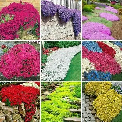 £4.99 • Buy 200 Creeping Thyme Seeds Colour Mix Plant Flowers Perennial Garden Rainbow Uk