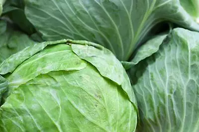 Vegetable - Cabbage - Holland Late Winter - 100 Seed - Economy Pack • £1.95