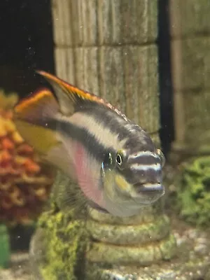 Rainbow Kribensis Dwarf Cichlid 1  + Live Freshwater Aquarium Fish BEAUTIFUL • $6