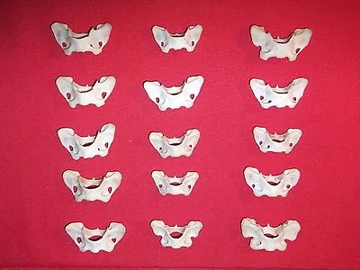 15 Atlas Vertebrae Mink Butterfly Shaped Bones  Real Animal Bone Jewelry Art • $19