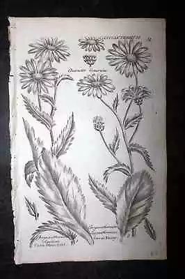Hill & Culpeper 1802 Antique Botanical Print. Chrysanthemum. Marygold Daisy 51 • $18.65