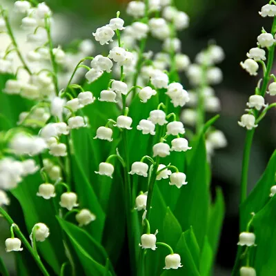 Spring White Bell-convallaria Lily Of The Valley Root Bulb Hardy Perennial Plant • £5.99